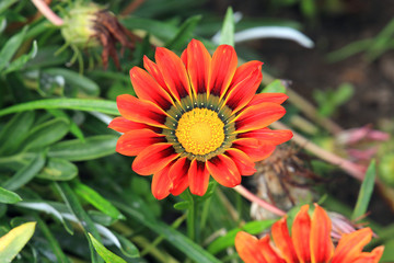 summer riot of flowers