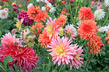 summer riot of flowers