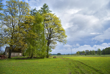 Spring bloom on countryside