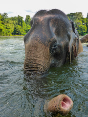 Asiatischer Elefant badet im Fluss in Thailand