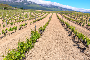 Vineyard at Rioja Alavesa, Basque Country, Spain