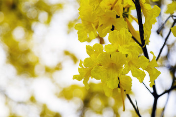 Beautiful flowers in the garden