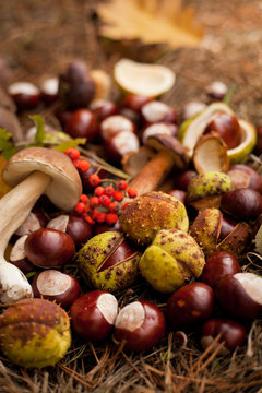 conkers mushrooms rowen foraging  -  autumn harvest