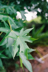 Gr&uuml;ne Bl&auml;tter