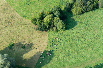 Luftbild Schafe grasen auf der Wiese