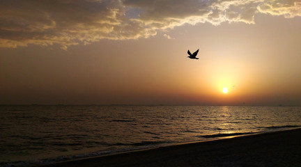Fototapeta na wymiar sunrise seascape with clouds and seagull