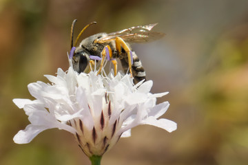 A Long-horned Bee Gathering Pollen from a White Flower