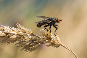 A Red-eyed Fly Sitting on a Dry Plant and Enjoying the End of Summer
