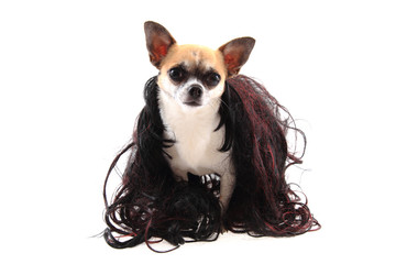 chihuahua with dark wig (hair)