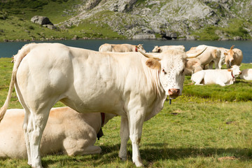 Herd of cows in the alpine pastures near a lake