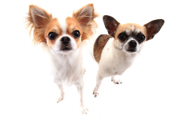 small chihuahua dogs isolated