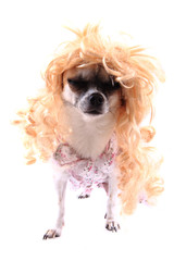 chihuahua with blonde wig (hair)