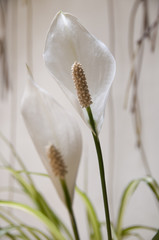 Spathiphyllum Fleur de Lune Aracées
