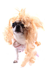 chihuahua with blonde wig (hair)