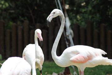 Flamencos
