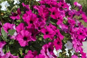 Beautiful flowering petunia