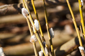Pussy willow tree branches