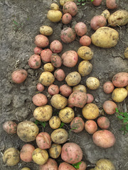 Fresh organic potatoes on the ground