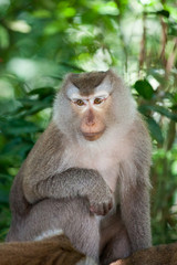 Detail Portrait von einem Makaken Afffen welcher auch long tailed, crab-eating or cynomolgus macaque genannt wird