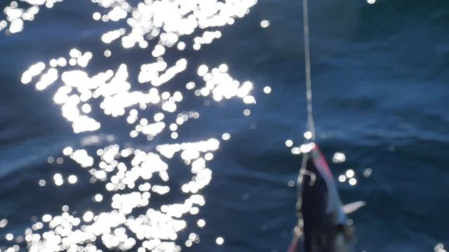 Pulling a Coalfish. Fish caught on deep-sea fishing and pulling from the water. The last fight of the animal. Sea sport fishing close to the boat with fishing line under surface 