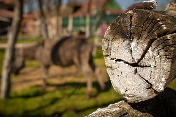 wooden fence, in the background donkey