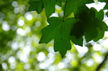 Green leaves on  bokeh