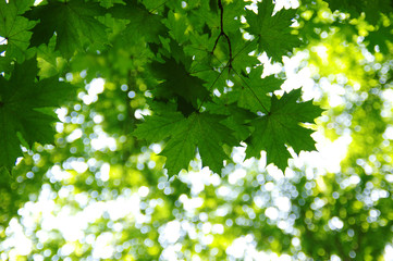 Fototapeta na wymiar Green leaves on bokeh
