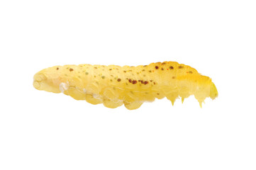  Сaterpillar on a white