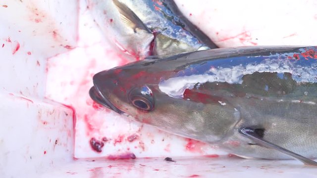 Freshly caught Coalfish  in black plastic crate with other catches. The fish last opening his mouth and gasped.