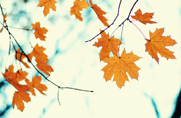  Autumn leaves  background.