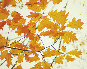 Autumn leaves  background.
