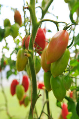 Closeup of bottles tomatoes .