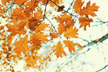  Autumn leaves  background.