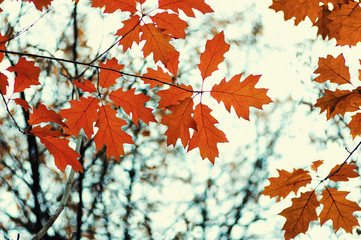  Autumn leaves  background.
