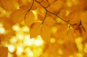 Naklejka na ściany i meble Autumn leaves background.