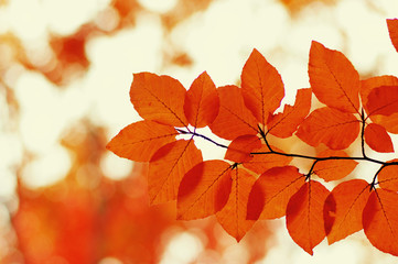  Autumn leaves  background.