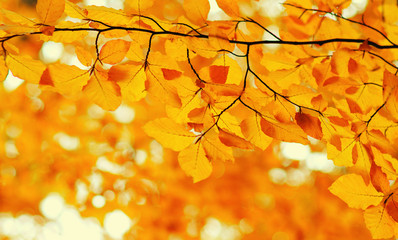  Autumn leaves  background.