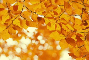  Autumn leaves  background.
