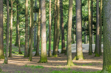 pine frest in a sunny summer day