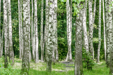 Fototapeta premium Birch forest in summer