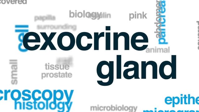 Exocrine gland animated word cloud, text design animation.
