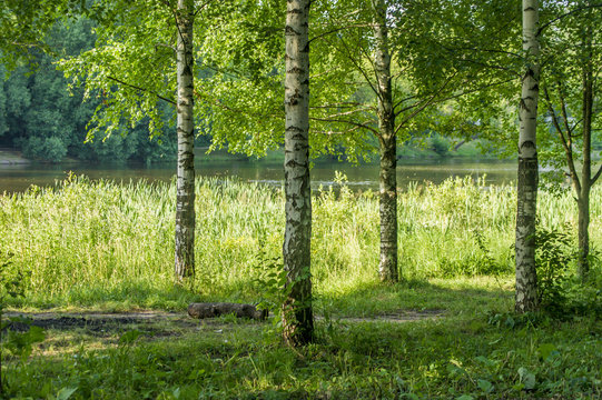 Birch trees on banck of the river