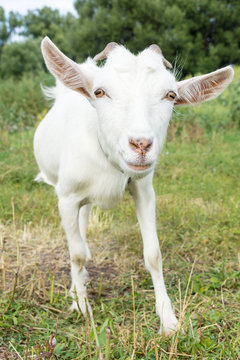 Goat on the grass