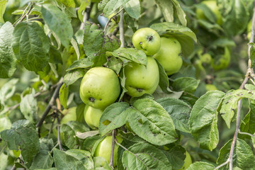 green apples on the tree