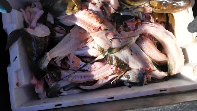 Workers hand throws fish heads and skeleton into sea. Waste of cod fish skeleton  after removing fillet from hips are lure for new fishing. Bloody fish residues and other waste. 
