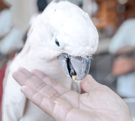 Cute  parrot eating food.