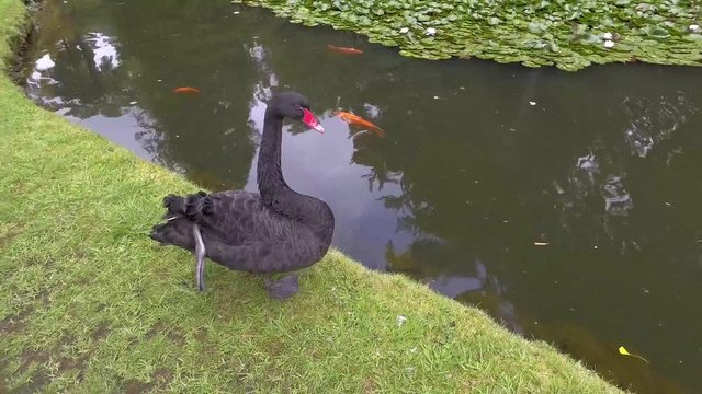 Schwarzer Schwan