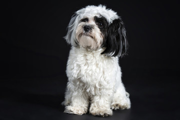 Weißer kleiner Hund Sitzt im Studio 