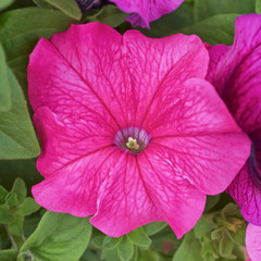 vibrant pink petunia  flower closeup in the garden