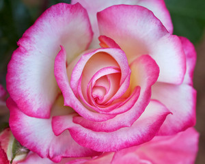 Fototapeta na wymiar pink rose flower closeup, natural background
